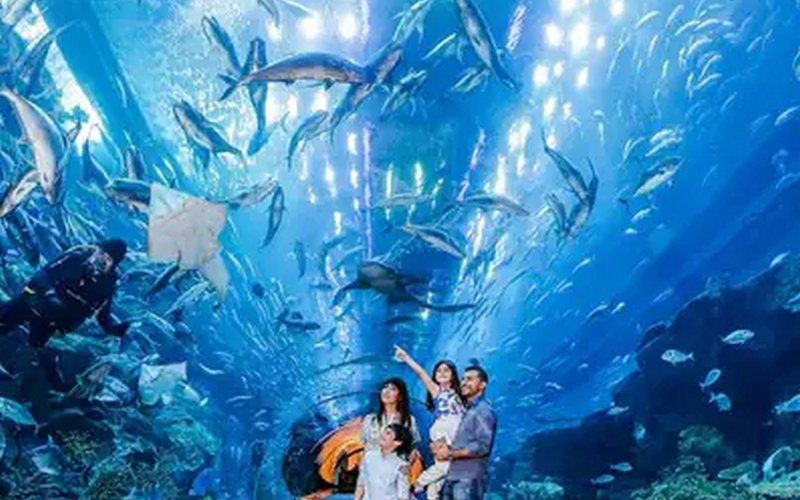 dubai aquarium and underwater zoo Dubai Tours/Packages